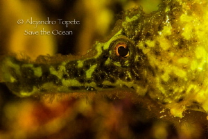 Seahorse close up, leonor  Bonaire by Alejandro Topete 